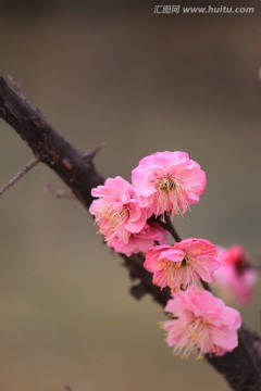 花俏枝头