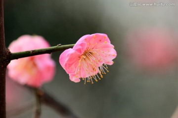 梅花 红梅