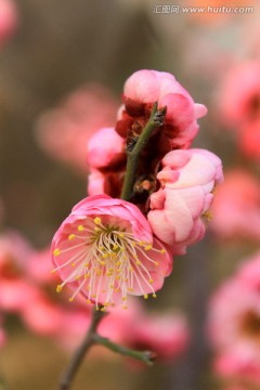 梅花 红梅