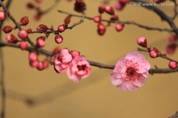 春天的花朵