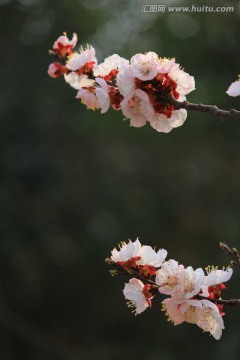 花枝招展