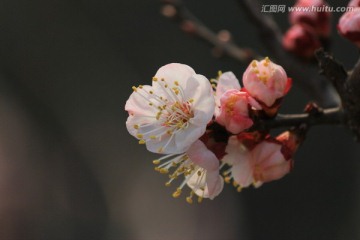 春暖花开