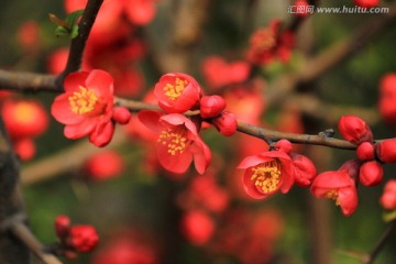 海棠花