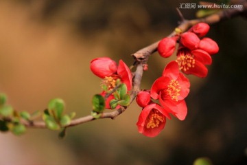 海棠花