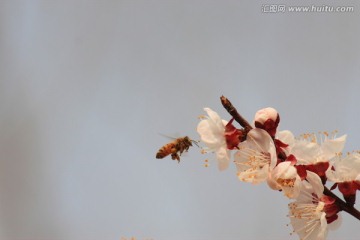 蜜蜂鲜花