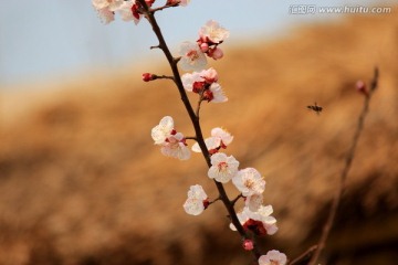 杏花 杏树 春花