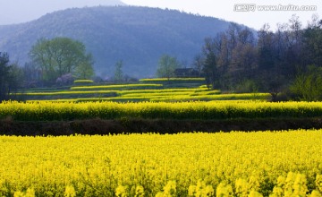 油菜花 春天 （TIF高清）