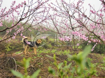 土狗