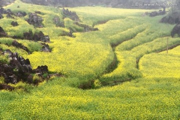 云南罗平油菜花