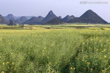 罗平金鸡油菜花