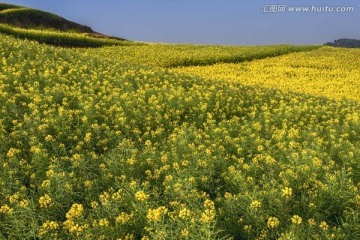 云南罗平油菜花