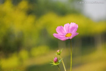 优雅的洛桑花