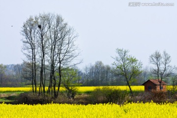 春天 春天景色 油菜花