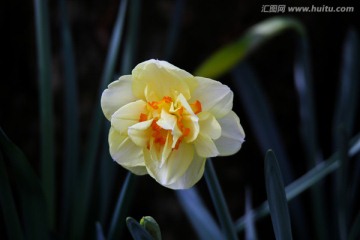 水仙花