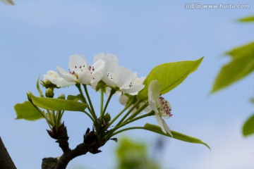 梨花