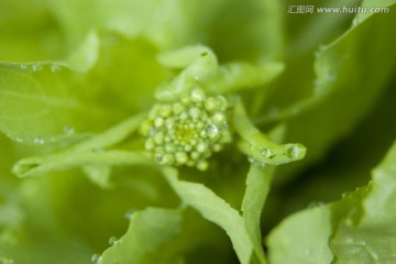 白菜苔摄影