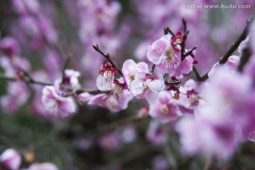 花枝招展