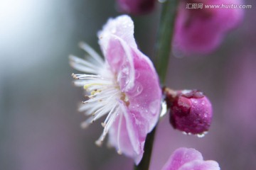 带雨腊梅