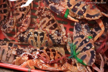 海洋动物 螃蟹