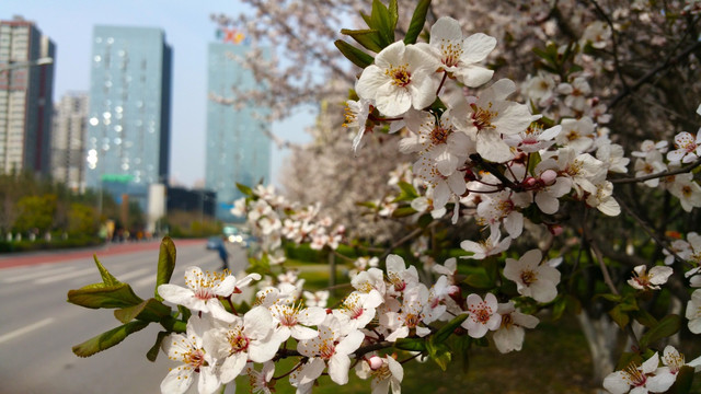 城市园林