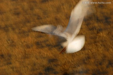 海鷗油畫