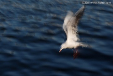 慢门海鸥