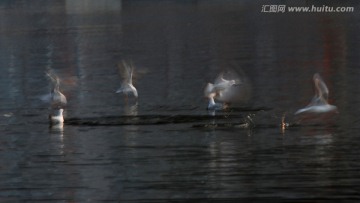 慢门海鸥