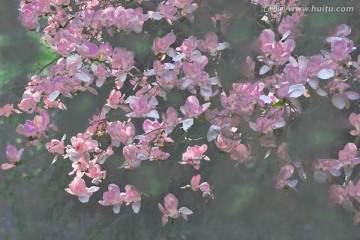 玉蘭花油畫