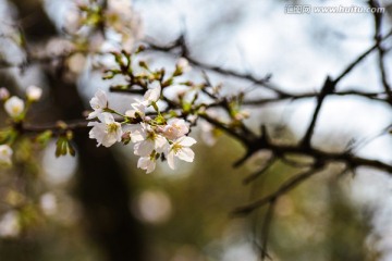 阳光下的樱花