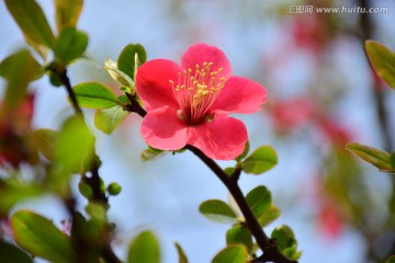 花开正艳红花绿叶