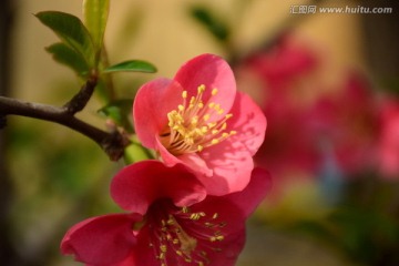 海棠花