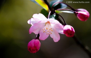 春天 海棠花