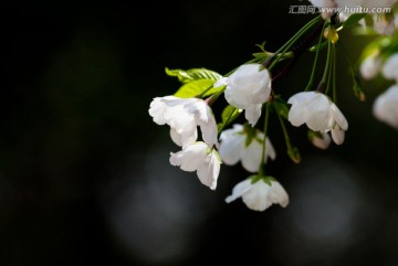 春天 樱花