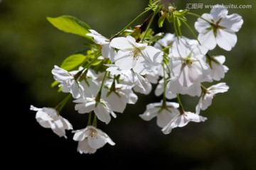 春天 樱花