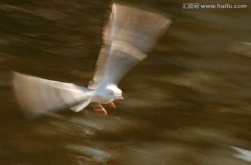 慢门海鸥