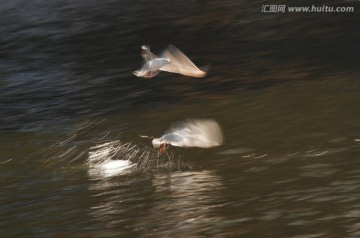 慢门海鸥