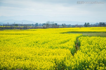 油菜花