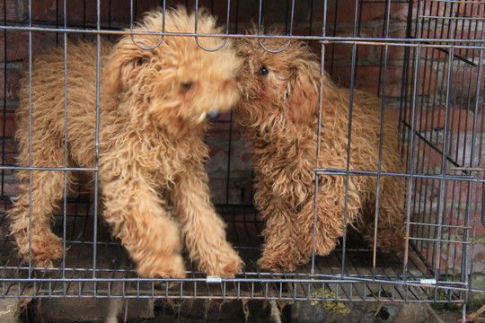 葡萄牙水犬