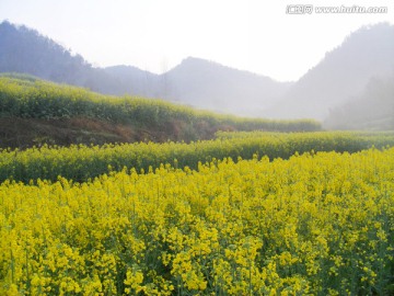 山里的梯田开满油菜花