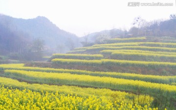 山里的梯田开满油菜花