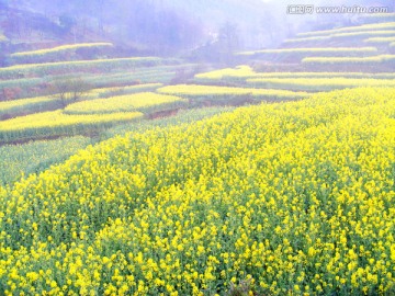 山里的梯田开满油菜花