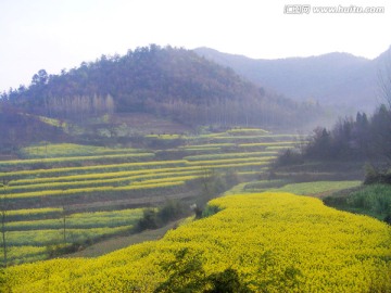 山里的梯田开满油菜花