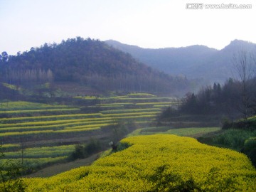 山里的梯田开满油菜花