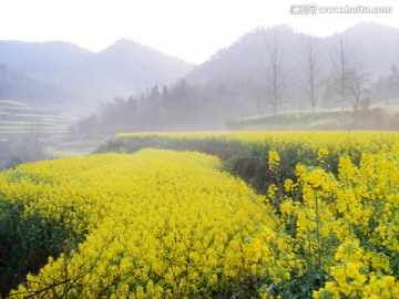 山里的梯田开满油菜花