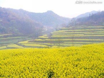 山里的梯田开满油菜花