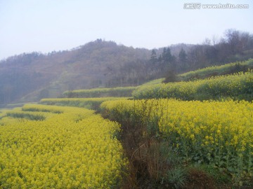 山里的梯田开满油菜花