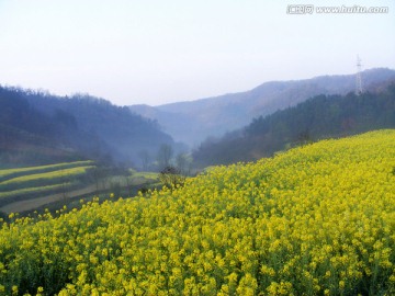 山里的梯田开满油菜花