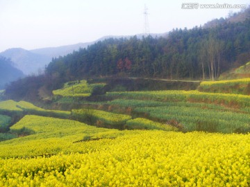 山里的梯田开满油菜花