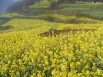 山里的梯田开满油菜花