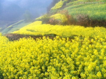 山里的梯田开满油菜花